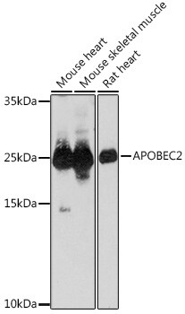 APOBEC2 Antibody
