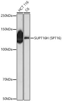 SUPT16H Antibody