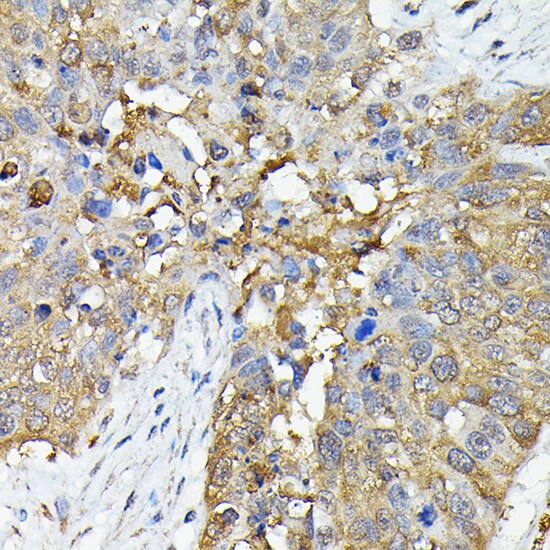 Caspase-4 Antibody