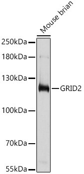 GRID2 Antibody