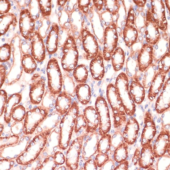 Mark3 Antibody