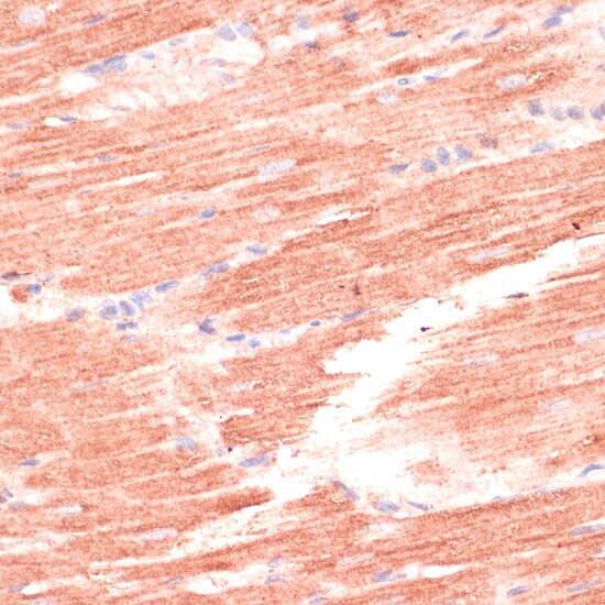 Mark3 Antibody