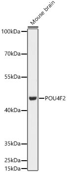 BRN3B/POU4F2 Antibody