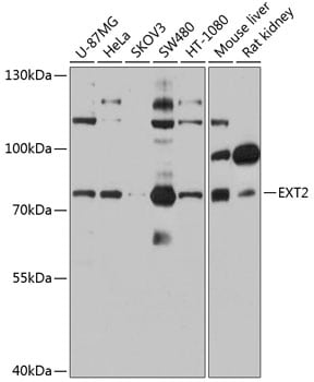 Ext2 Antibody