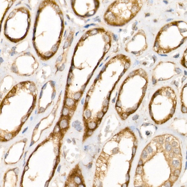 Beta 2 Adaptin Antibody