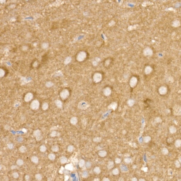 Beta 2 Adaptin Antibody