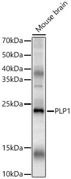 Myelin PLP Antibody