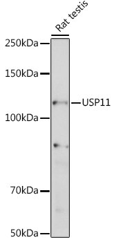 USP11 Antibody