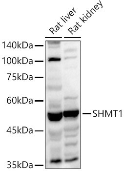SHMT1 Antibody