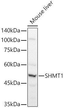 SHMT1 Antibody