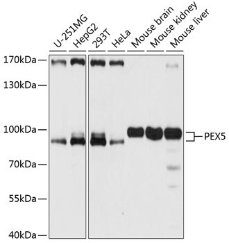 PEX5 Antibody