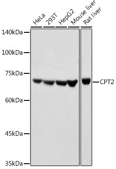 CPT2 Antibody