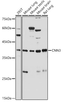 Acidic Calponin Antibody