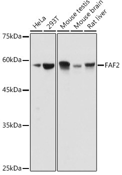 ETEA Antibody