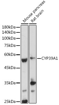 CYP39A1 Antibody