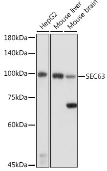 SEC63 Antibody