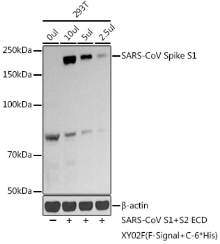 Spike Antibody