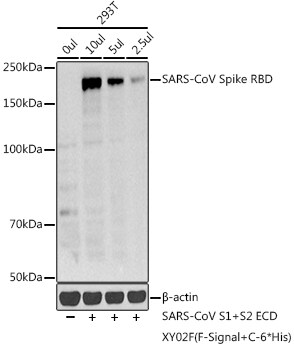Spike RBD Antibody