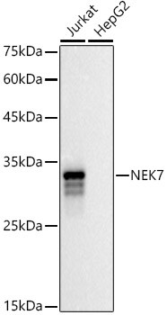 NEK7 Antibody