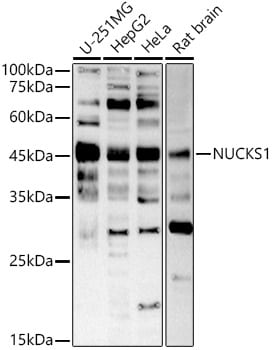 NUCKS1 Antibody