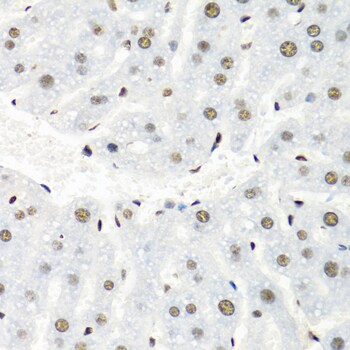 hnRNP-R Antibody