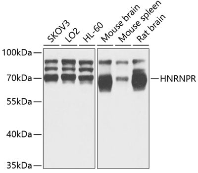 hnRNP-R Antibody