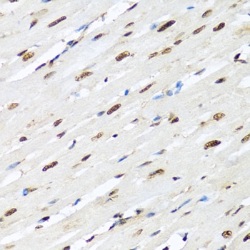 hnRNP-R Antibody