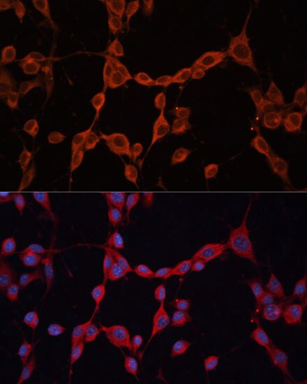 G protein alpha-13 Antibody
