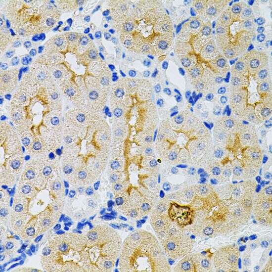 G protein alpha-13 Antibody