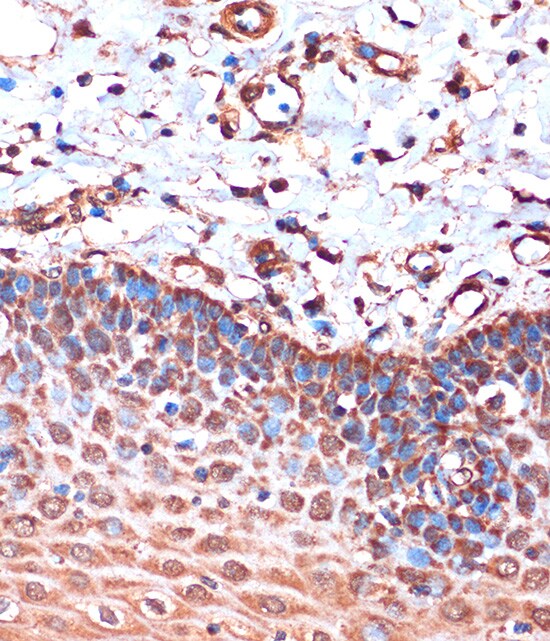 HIBADH Antibody