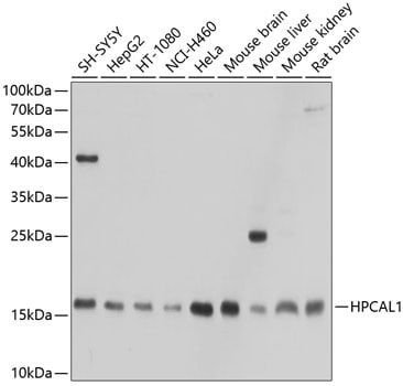 VILIP3 Antibody