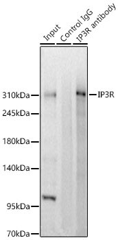 IP3R1 Antibody