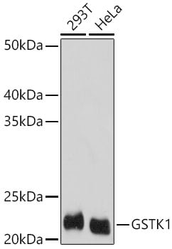 Glutathione S Transferase kappa 1 Antibody