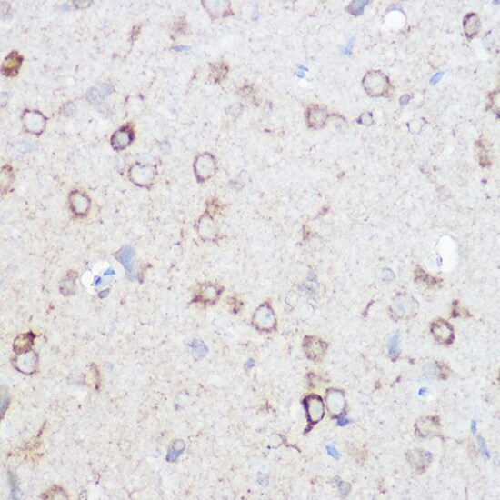 NDUFA4 Antibody