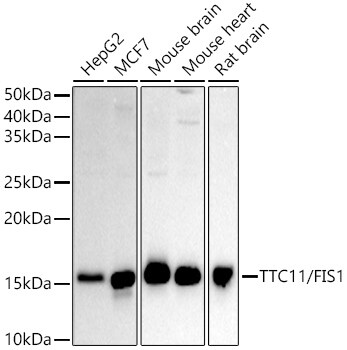 TTC11 Antibody