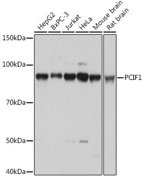 PCIF1 Antibody