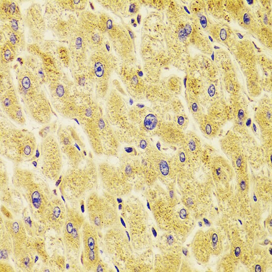 TXNL1 Antibody