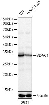 VDAC1 Antibody