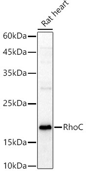 RhoC Antibody