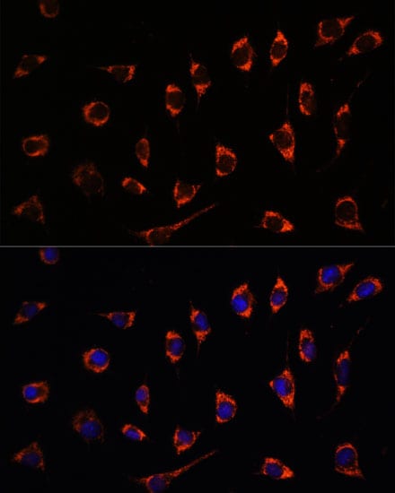 SHMT2 Antibody
