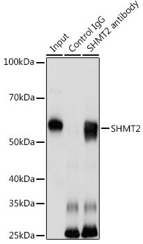 SHMT2 Antibody