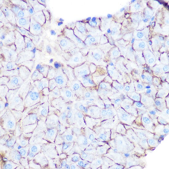 Flotillin-1 Antibody