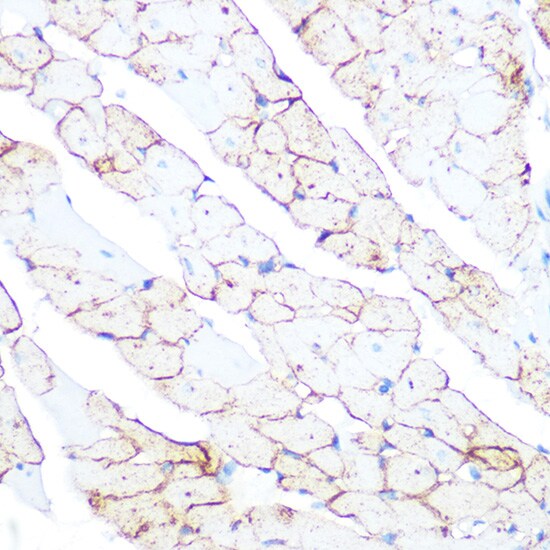 Flotillin-1 Antibody