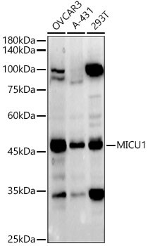CBARA1 Antibody