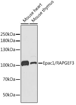 RAPGEF3 Antibody