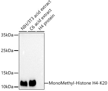 H4 Clustered Histone 1 [Monomethyl Lys20] Antibody