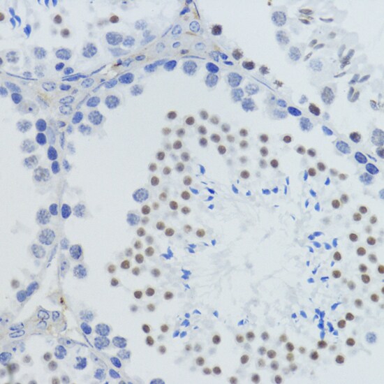 H4 Clustered Histone 1 [Monomethyl Lys20] Antibody