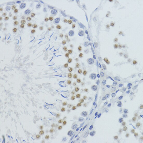 H4 Clustered Histone 1 [Monomethyl Lys20] Antibody