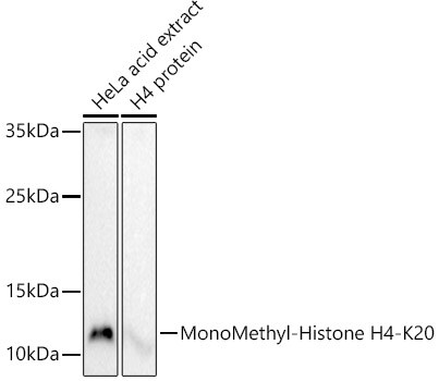 H4 Clustered Histone 1 [Monomethyl Lys20] Antibody