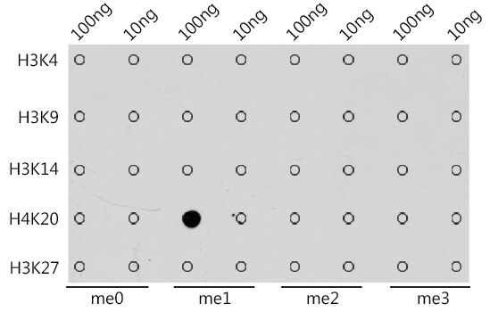 H4 Clustered Histone 1 [Monomethyl Lys20] Antibody